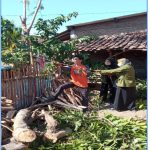 Mitigasi Bencana Melalui Penebangan Pohon 